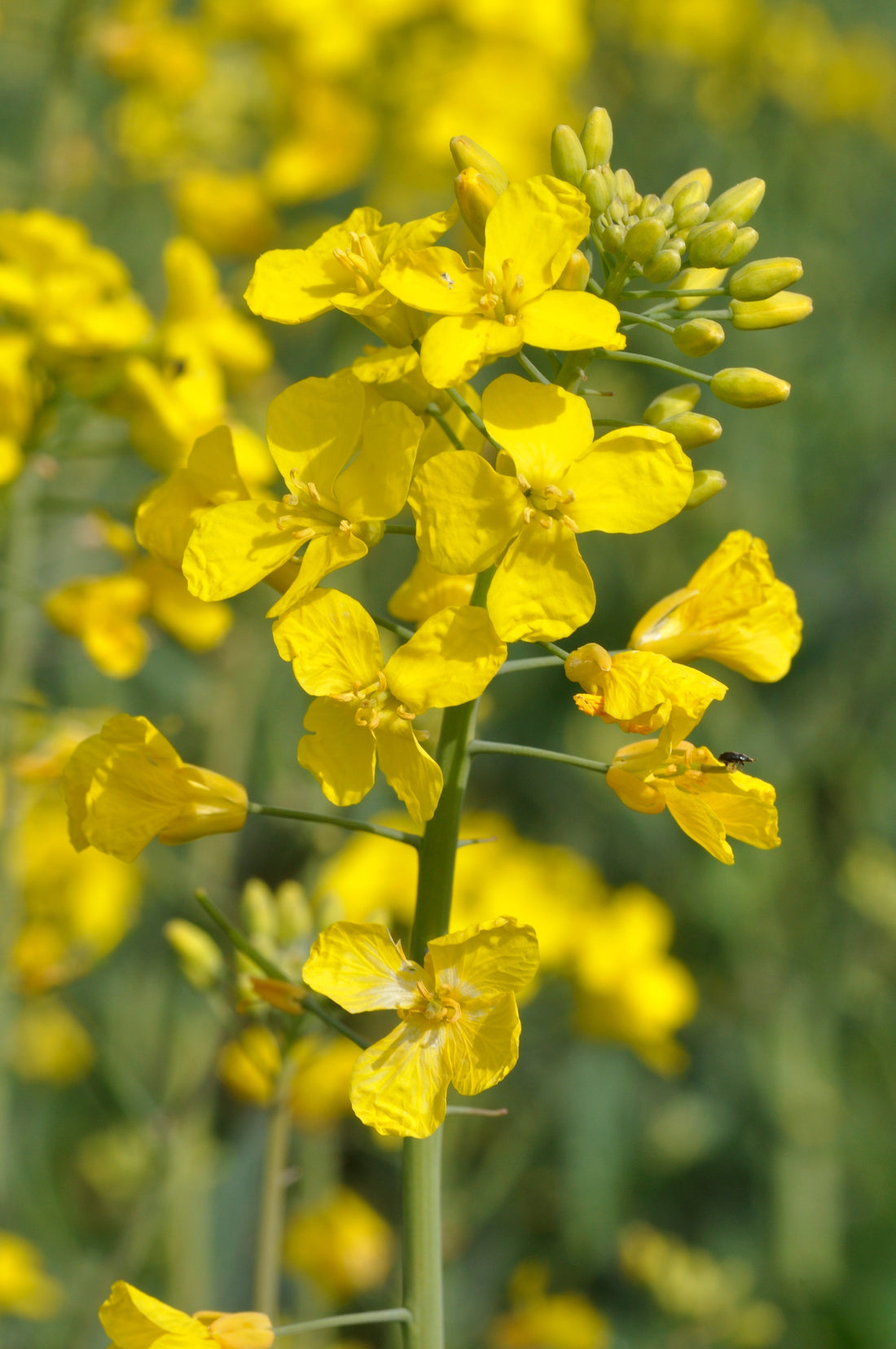 Rapsvoks - et naturlig valg