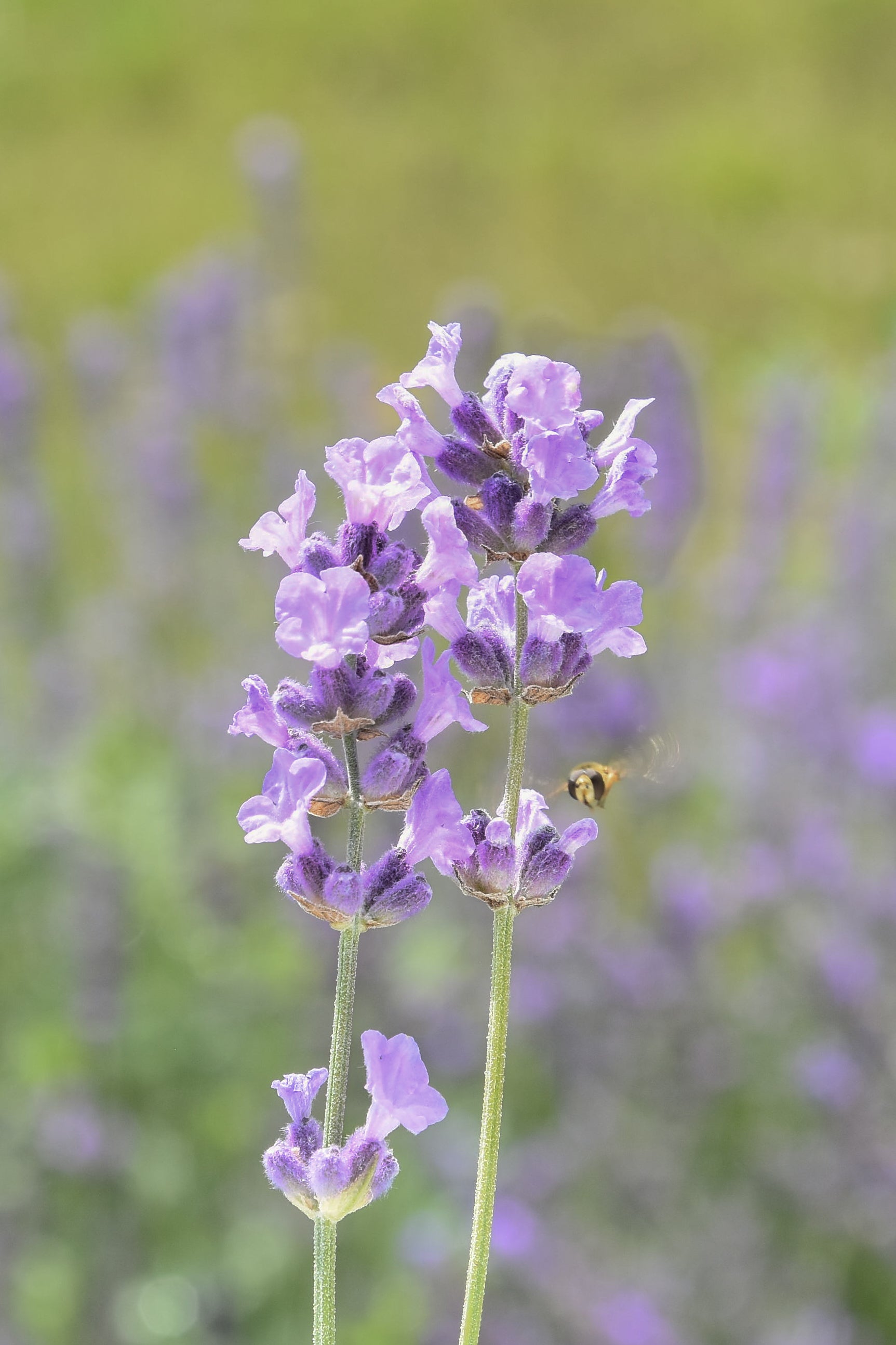 LDNL lavender in full bloom, captured in soft summer light, with a wild insect drawn to its natural stillness – a quiet expression of cultivated beauty.