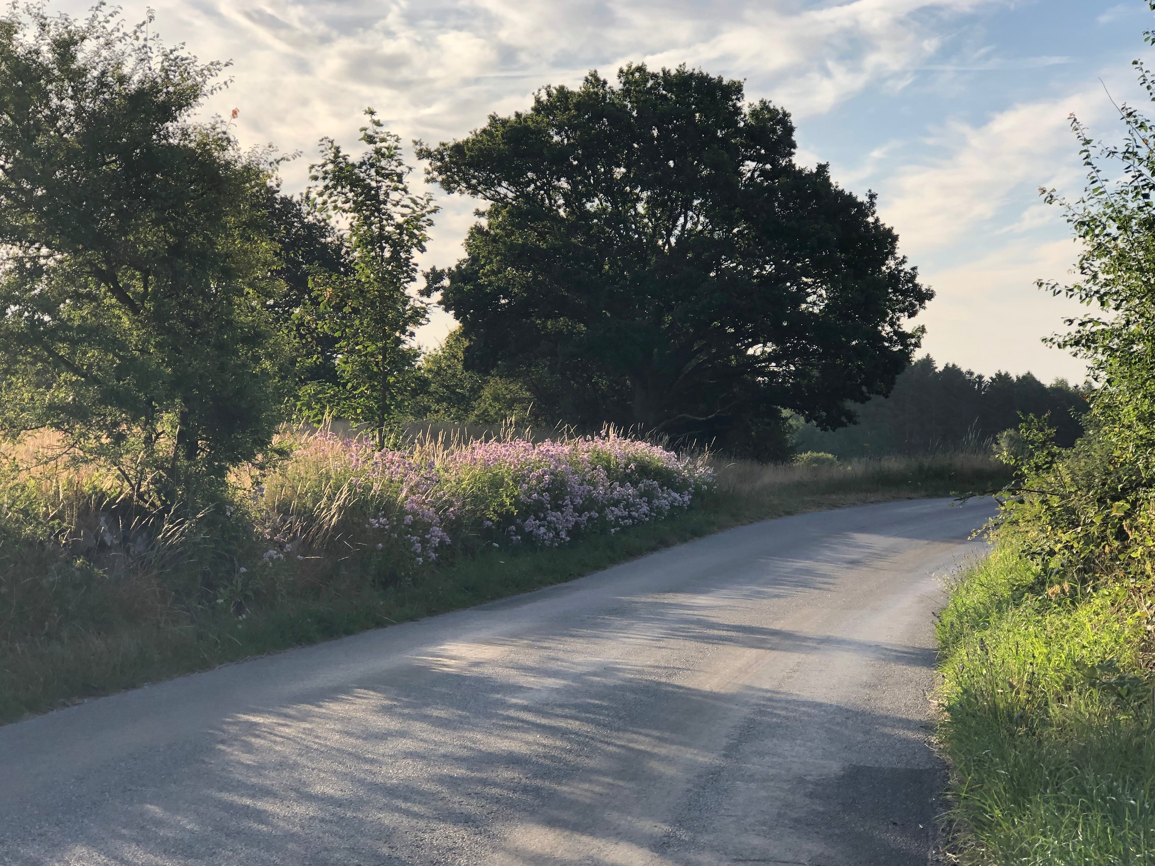 A quiet country road in South Funen, lined with wildflowers and evening light – the natural heart of LDNL.