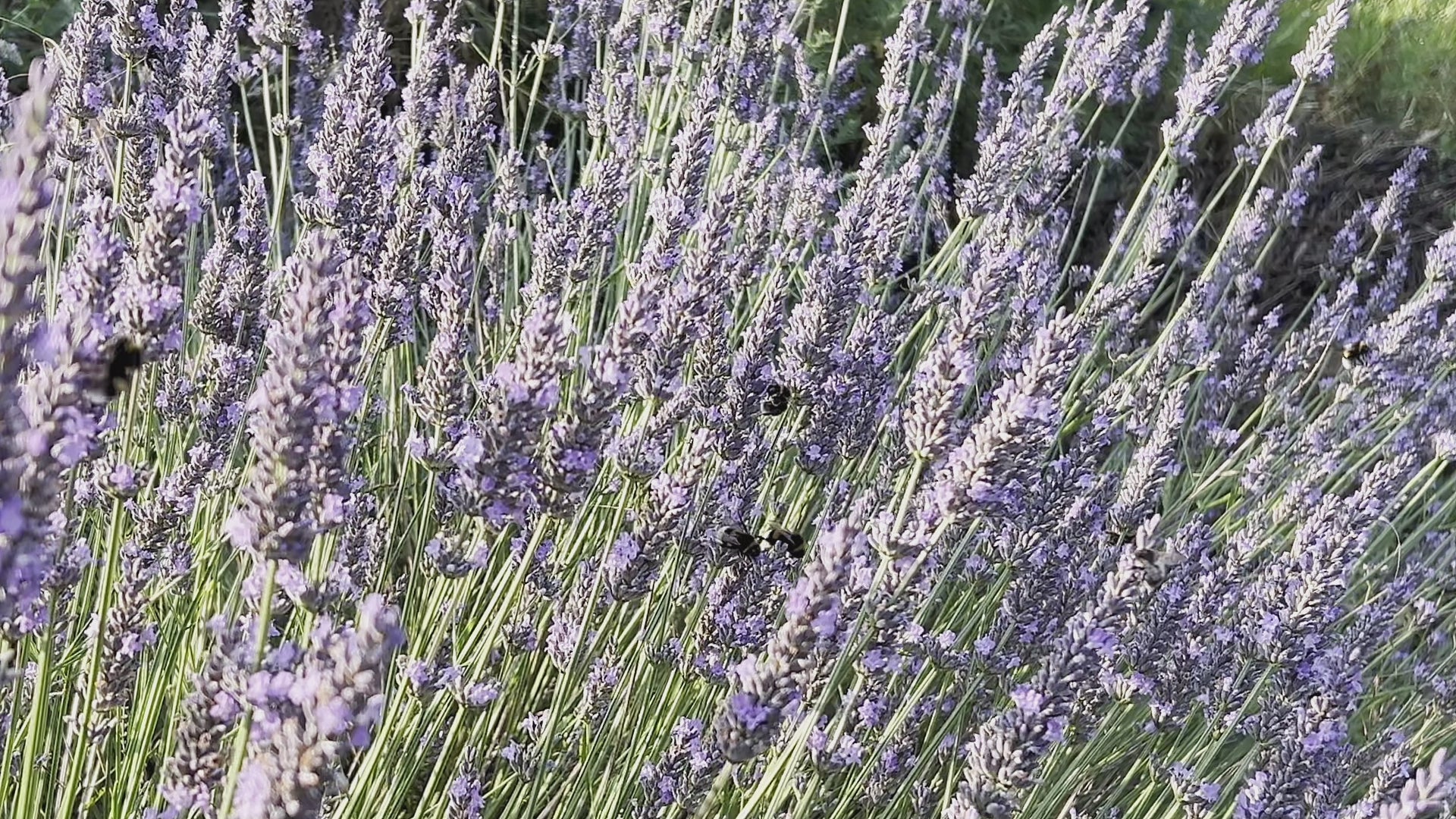 The Flowers - Lavender field in bloom with bees gently buzzing – a glimpse into the natural beauty behind LDNL's floral creations. 2025